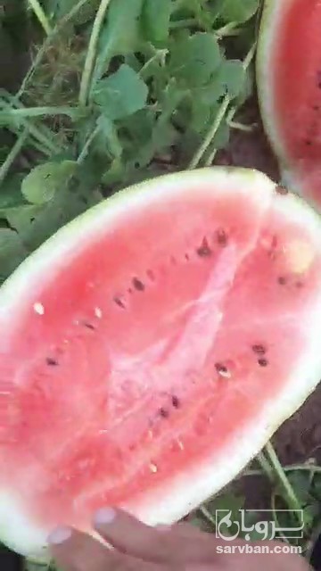 فروش هندوانه