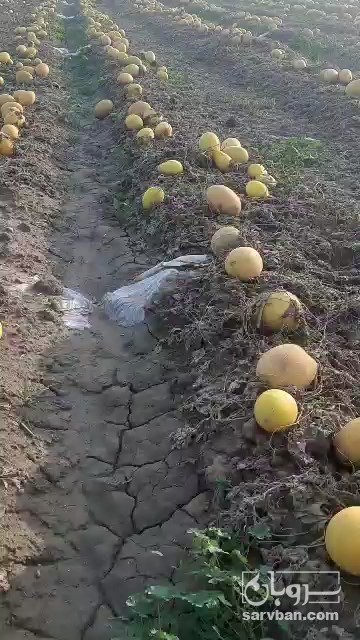 فروش خربزه راک