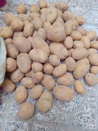فروش سیب زمینی مارفونا