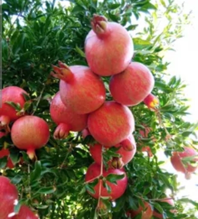 فروش انار