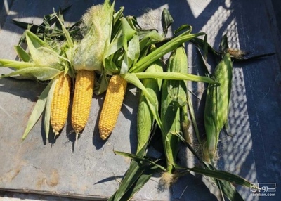 فروش ذرت