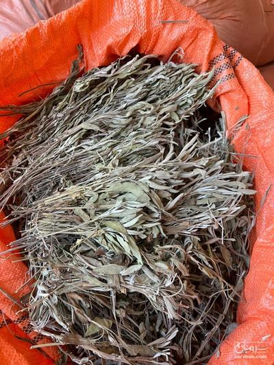 مریم گلی یا سالویا