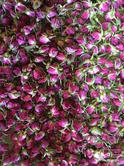 غنچه و پر گل محمدی