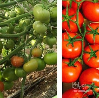 فروش گوجه فرنگی