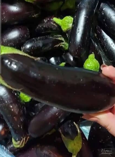 فروش بادمجان