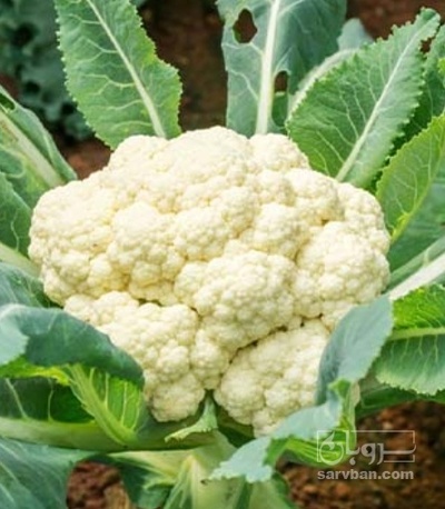 فروش گل کلم