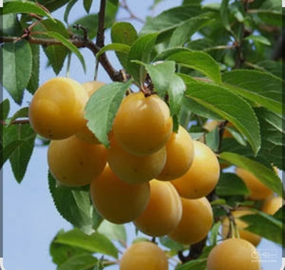 فروش آلوقطره طلا