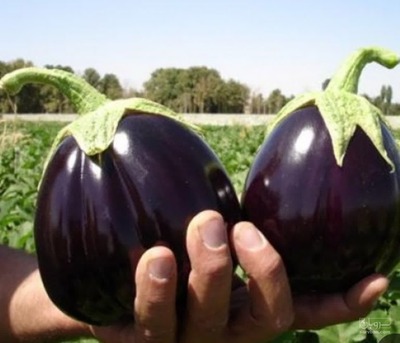 فروش بادمجان دلمه ای