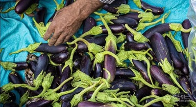 فروش بادمجان قلمی