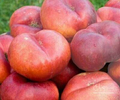 فروش شلیل انجیری