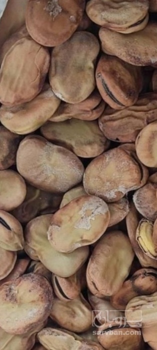 فروش باقلا تازه - باقالی - باقالا