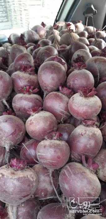 فروش چغندر لبو
