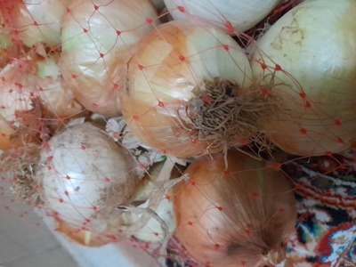 فروش پیاز  زرد