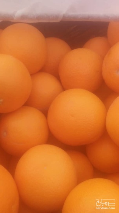 فروش پرتقال