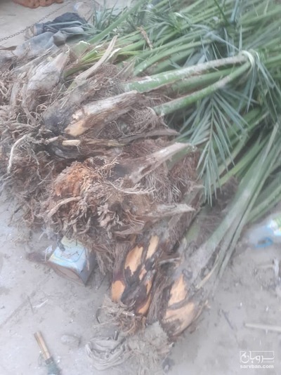 فروش نهال خرما