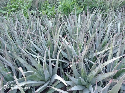 فروش آلوئه ورا