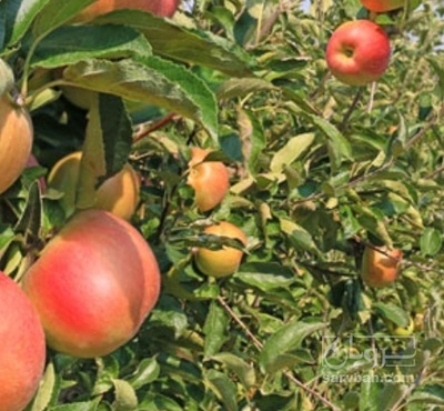 فروش شلیل