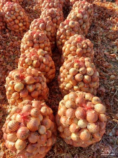 فروش پیاز زرد