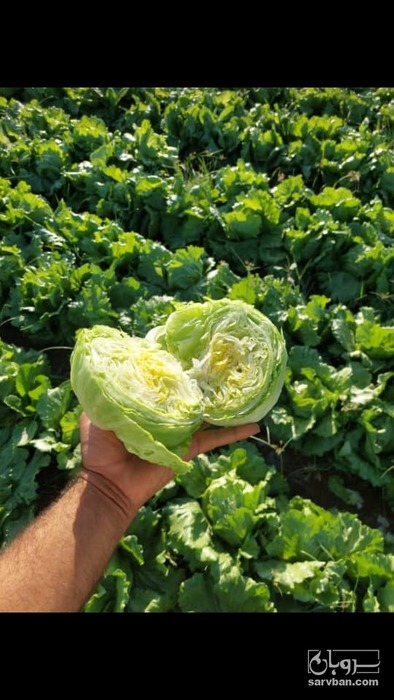 فروش کاهو ایسبرگ