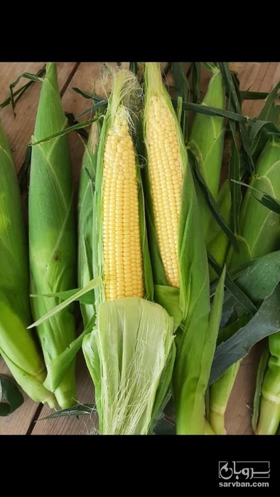 فروش ذرت