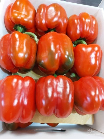 فروش فلفل دلمه ای رنگی