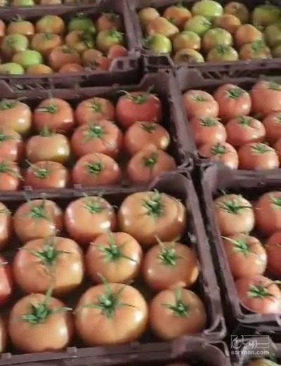 فروش گوجه فرنگی