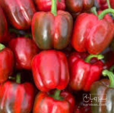 فروش فلفل دلمه ای قرمز