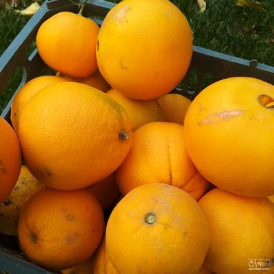 فروش پرتقال