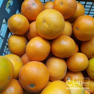 فروش نارنگی