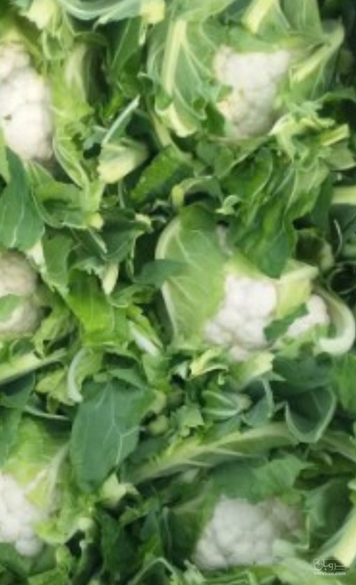 فروش گل کلم