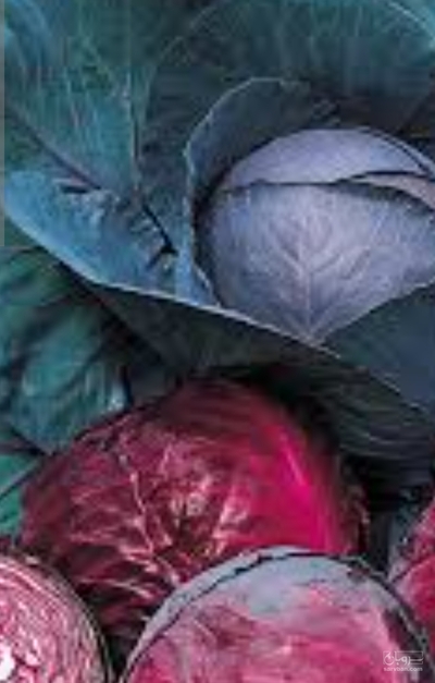 فروش کلم پیچ