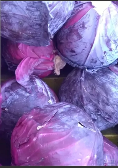 فروش کلم پیچ قرمز