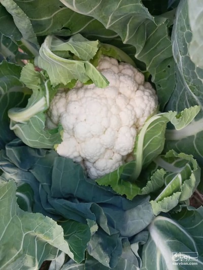 فروش گل  کلم