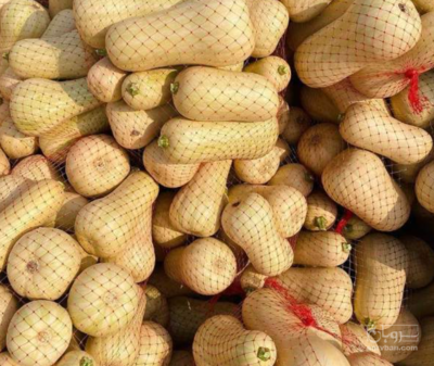 فروش کدو حلوایی