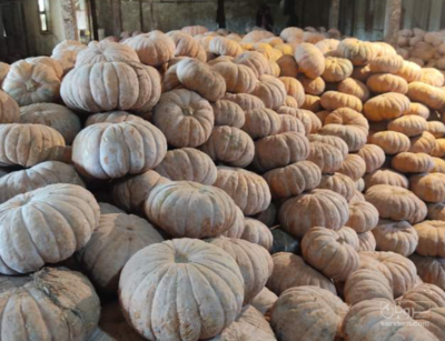 فروش کدو انجیری