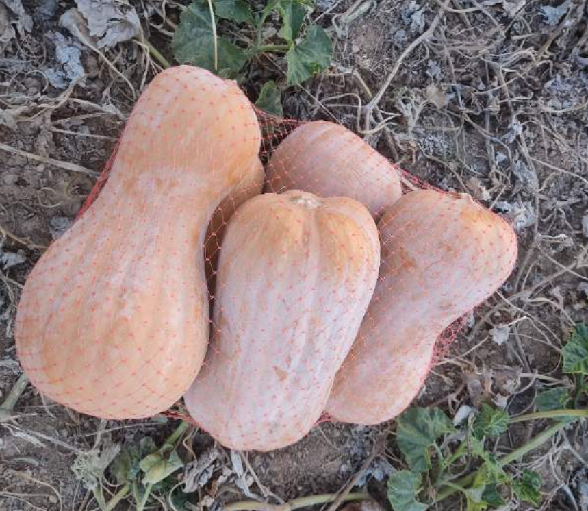 فروش کدو حلوایی