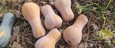 فروش کدو حلوایی