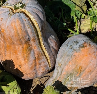 فروش کدو حلوایی