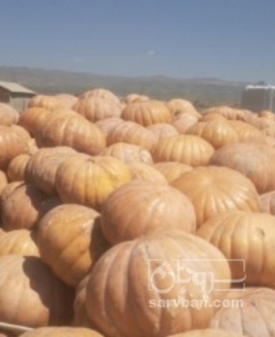 فروش کدو بشقابی