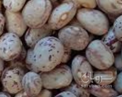 فروش لوبیا چیتی