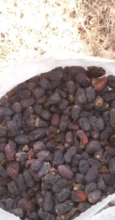 فروش خرما ضایعاتی