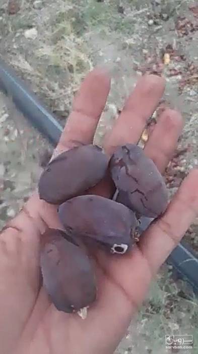 فروش خرما کلوته فله