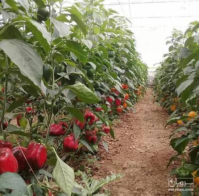 فروش فلفل دلمه ای