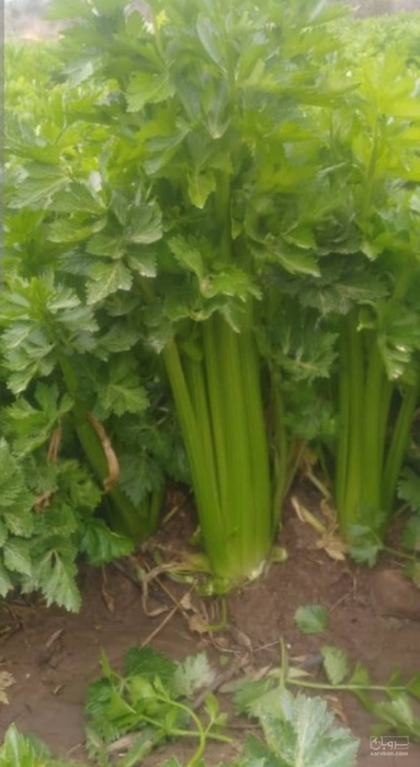 فروش کرفس