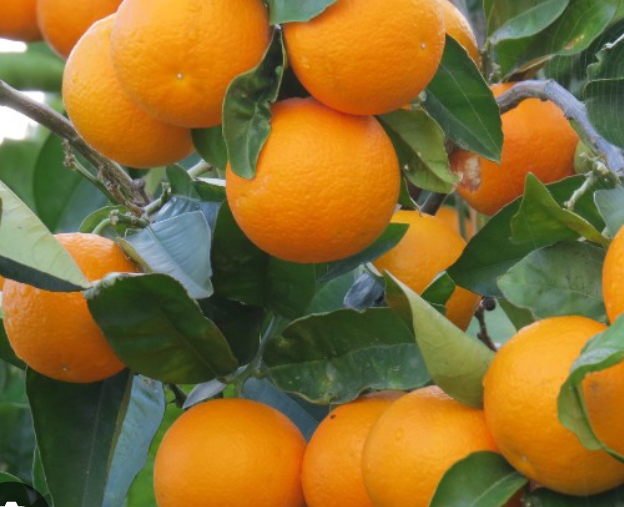 فروش پرتقال دزفول