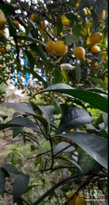 فروش پرتقال سردرختی