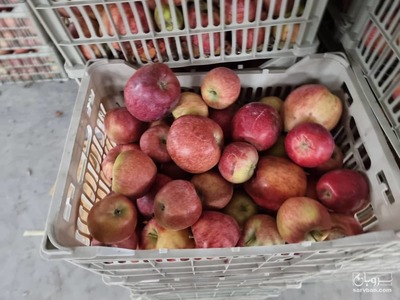 فروش سیب قرمزکارخانه ایی