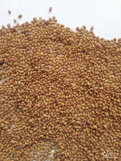 فروش بذر یونجه