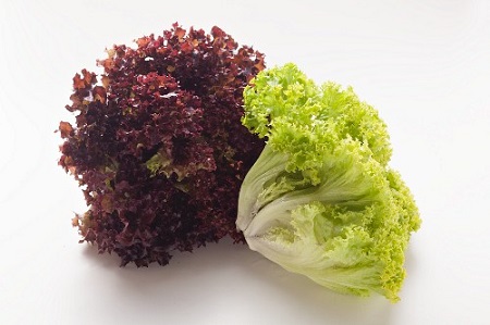فروش کاهو فرانسوی