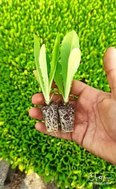 فروش نشا کاهو